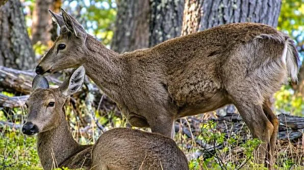 huemul