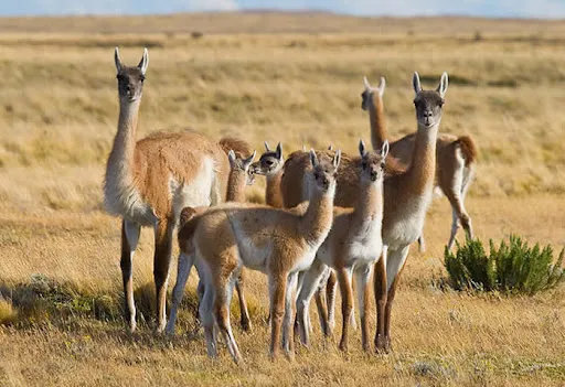 guanacos