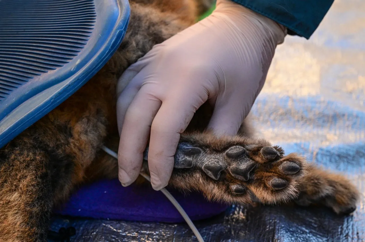 Franco Bucci-proceso chinchillon-cañadon pinturas julio 2019 (38)
