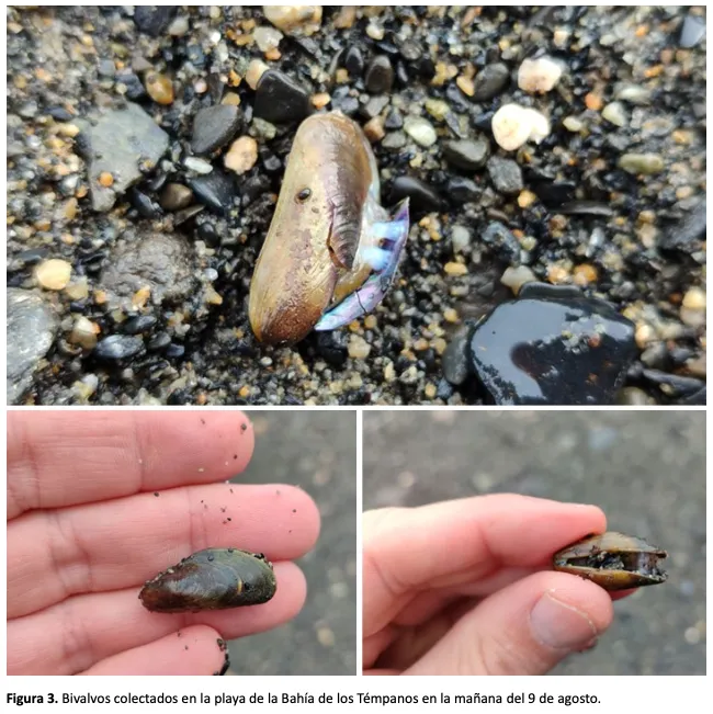 Captura de Pantalla 2024-08-24 a la(s) 11.45.57