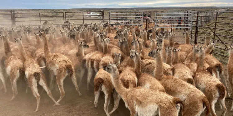 Guanacos