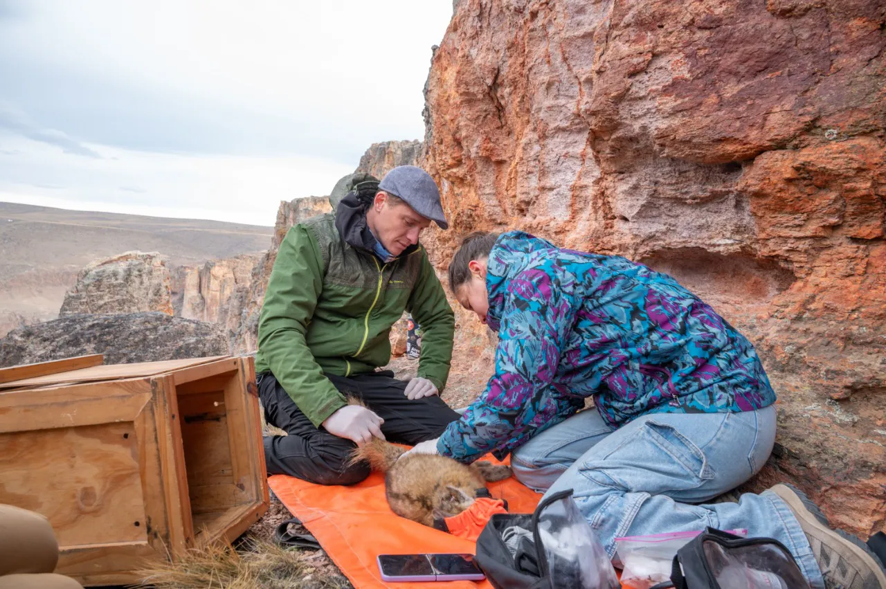 Captura Chinchillon - Portal Cañadón Pinturas - Agosto 2024 -  Horacio Barbieri_-13
