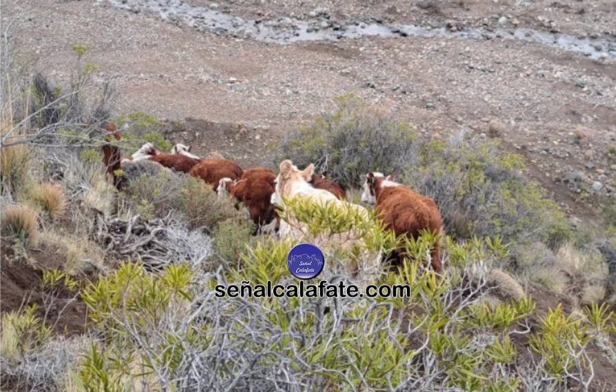 abigeato chile|