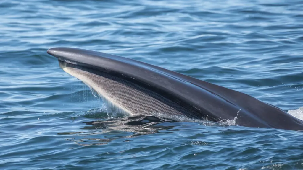 ballena sei3