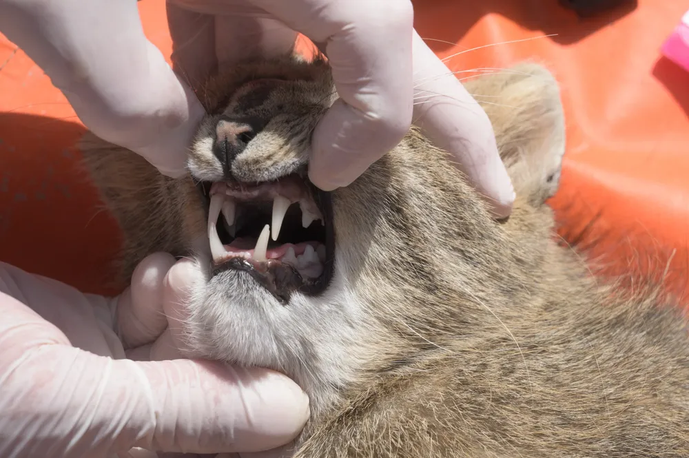 3 Gato Pajonal captura 23-02-2024 Franco Bucci (26)