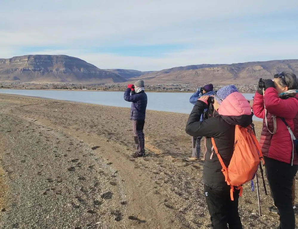 El día sábado 10 de mayo se celebró el Gran Día Mundial (Global Big Day) de observación de Aves. Desde temprano, los equipos de Laguna Nimez, Parque Nacional Los Glaciares, Club de Observadores de Aves (1)