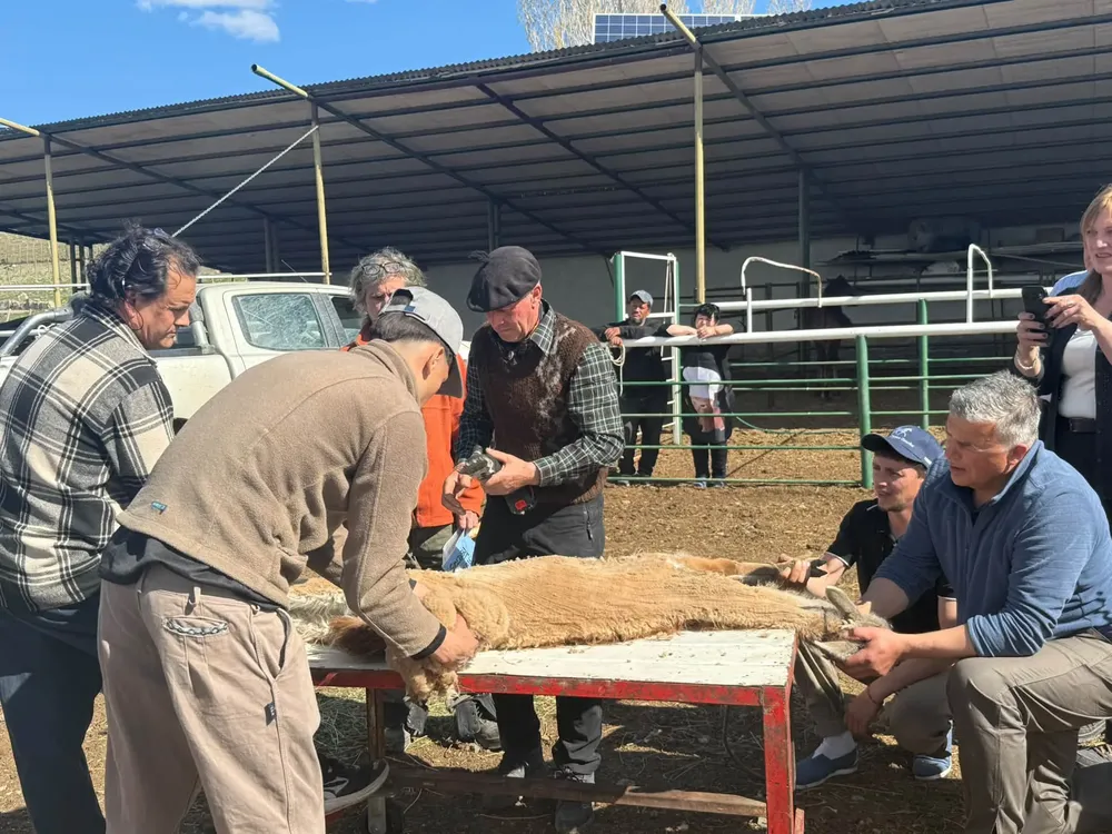 Jornada de guanaco (2)