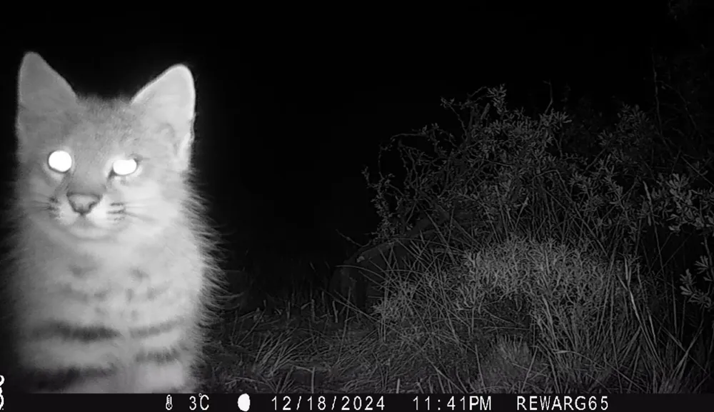 Cámara trampa 08.58.20_1ef17e57