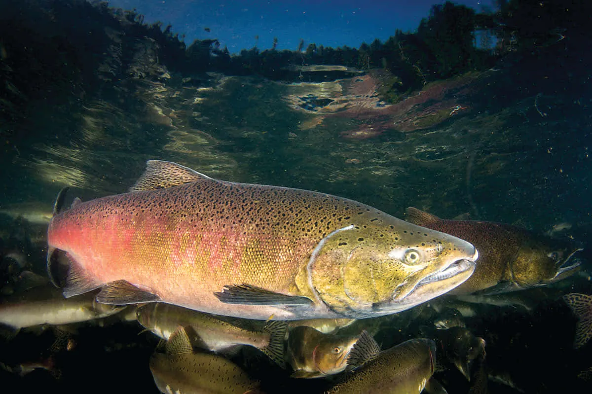 salmón chinook