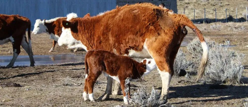 WhatsApp Image 2024-09-27 at 08.36.20