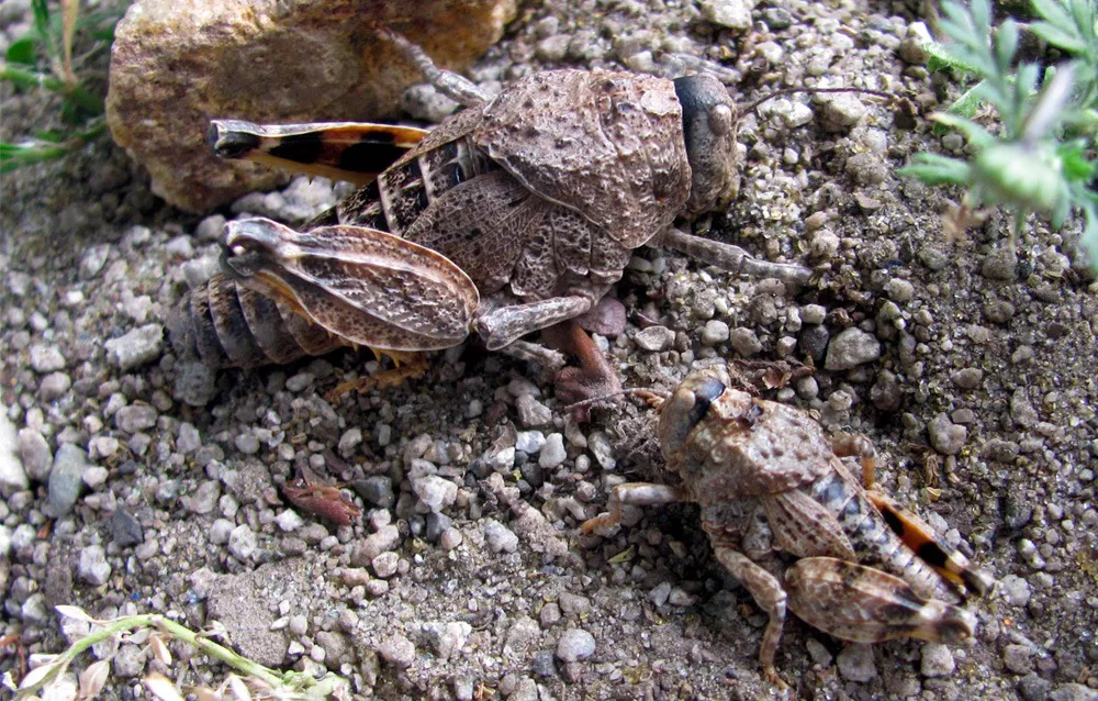 tucura_sapo_ninfas_foto_s._torres1