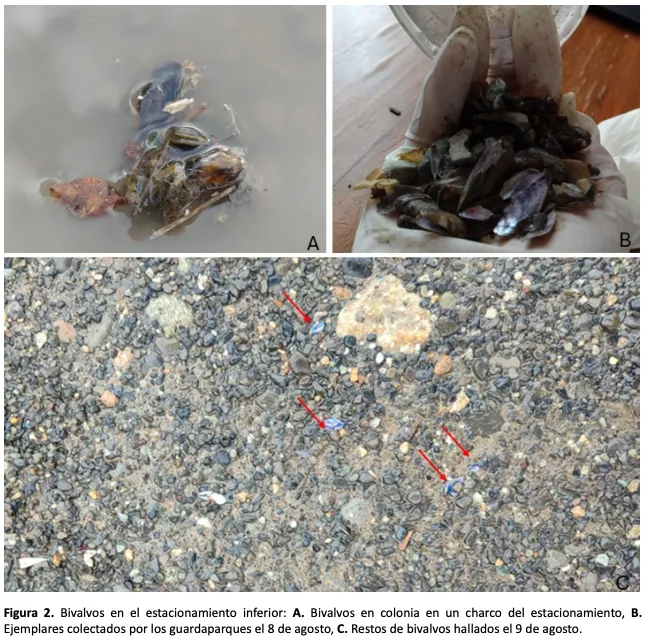 Captura de Pantalla 2024-08-24 a la(s) 11.44.24