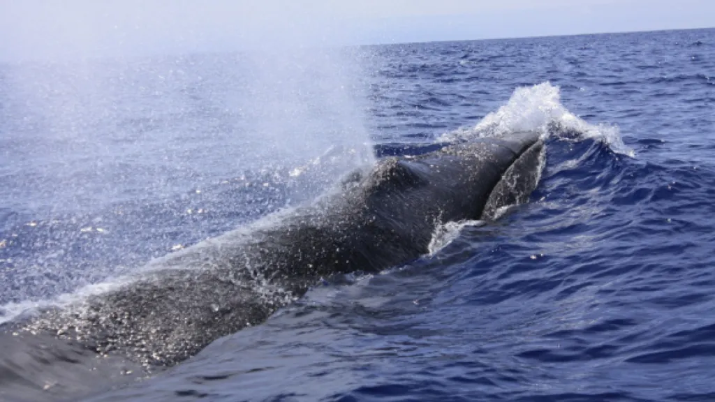 ballena sei2