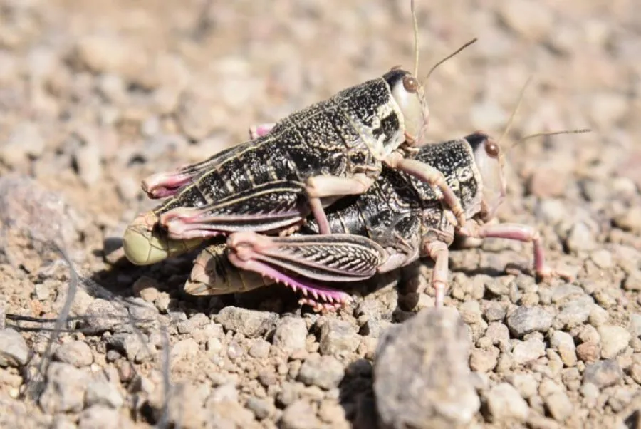 0f62ce8a31a5d94a8d79cd773cf95349_XL