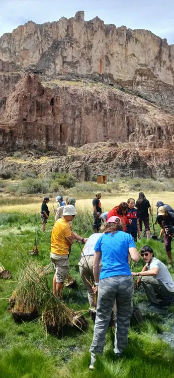 Plantación juncos (2)