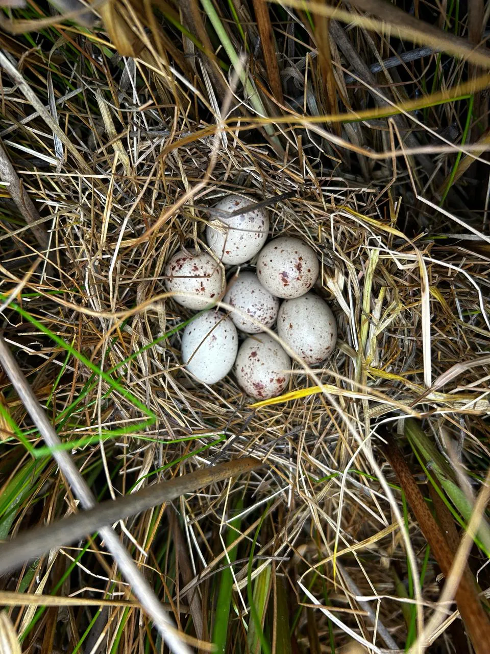 Huevos de gallineta Emanuel Jacquier 1