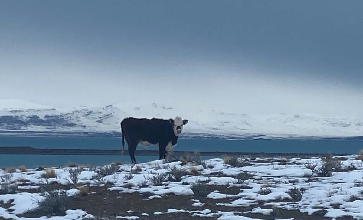 WhatsApp Image 2024-07-05 at 19.42.46