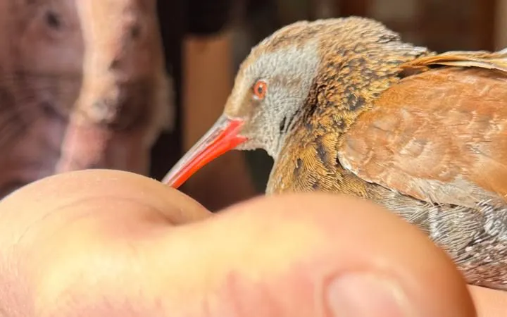 Gallineta Horacio Barbieri 2