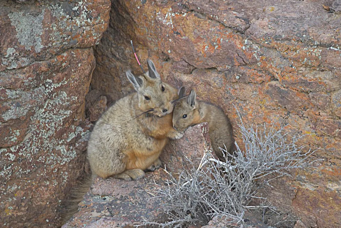 Chinchillón Mida cría Febrero 2024 Franco Bucci (1)