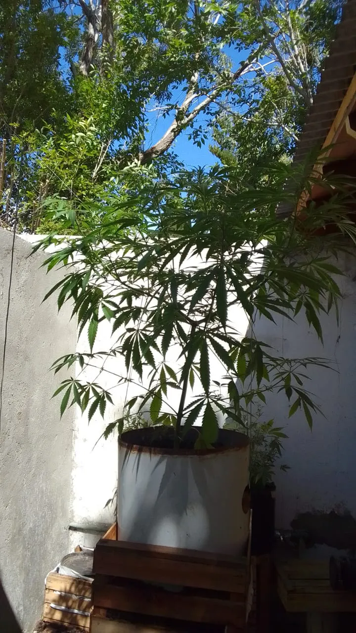 Allanamiento campaña1 (2)