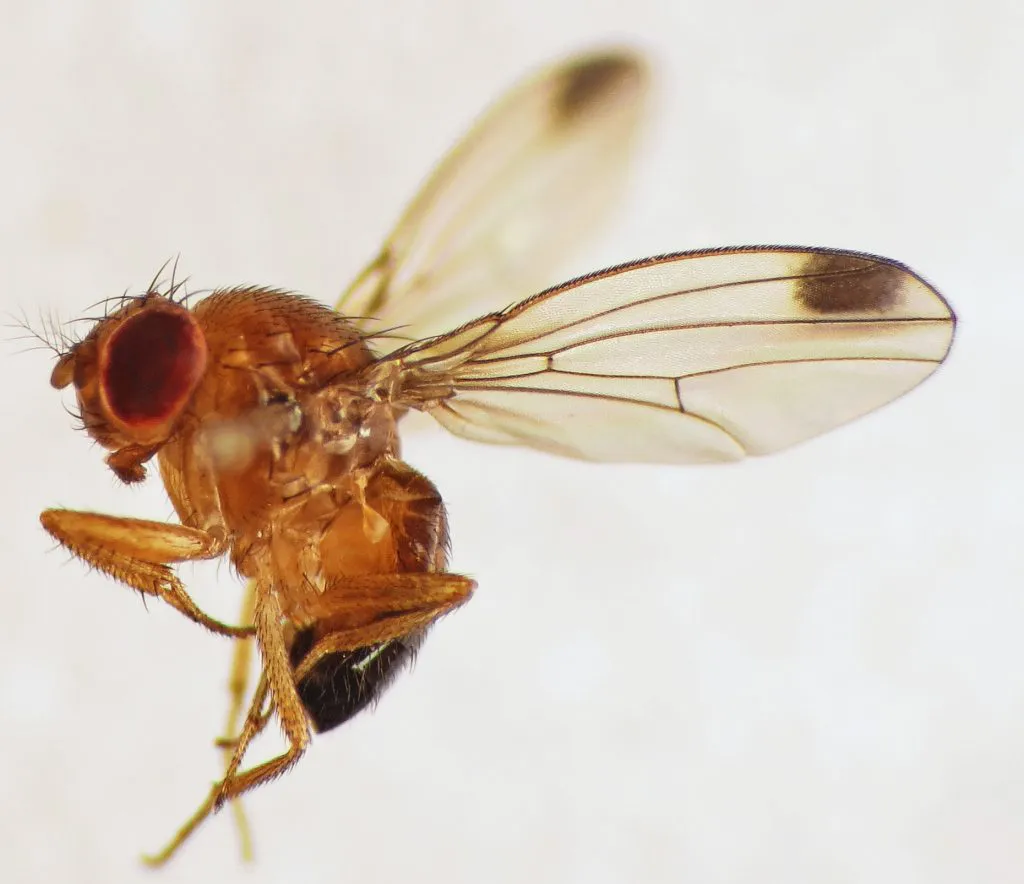920ba939-spotted-wing_drosophila_drosophila_suzukii_male_15359228246-1024x884