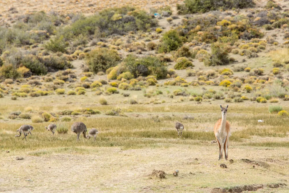 Christian Emmer_Parque Patagonia_Cañadón Pinturas, guanaco, La Posta_Enero 2019_0311