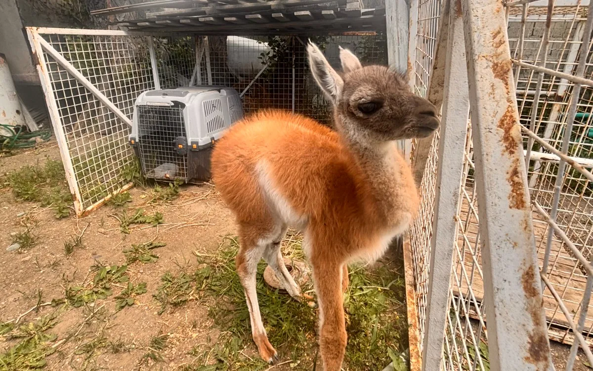 guanaco