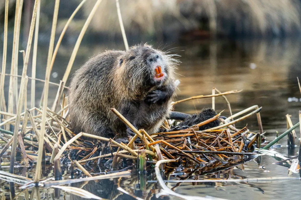 Coipos en el Cañadón Caracoles (1)