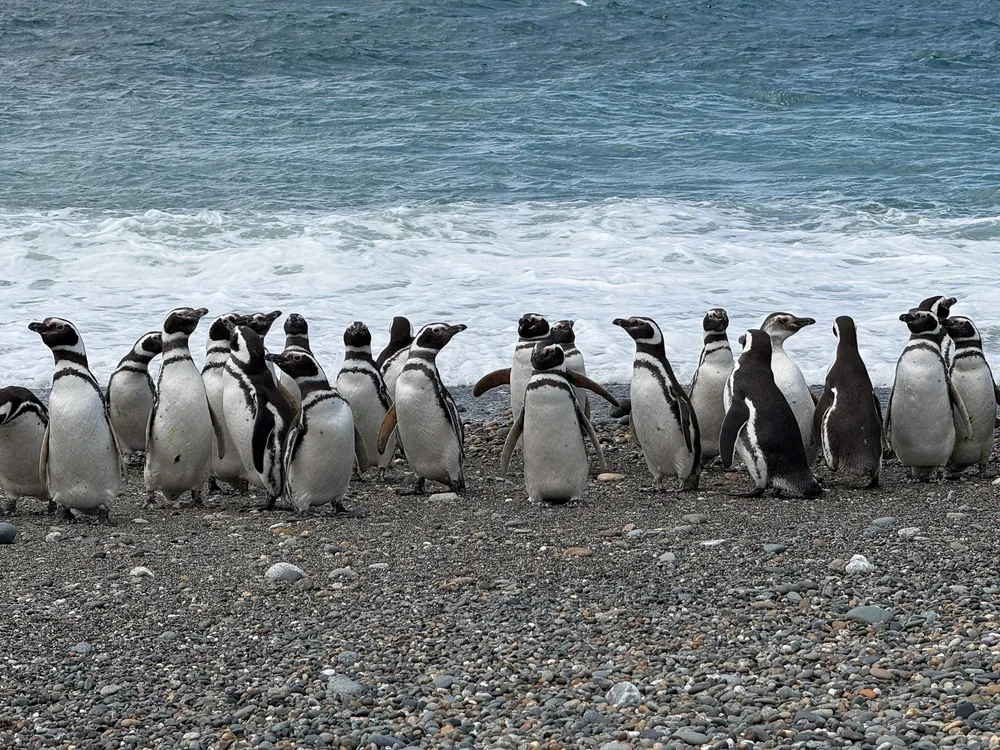 Pingüinos de Cabo Vírgenes, Foto Vicky Álvarez 7