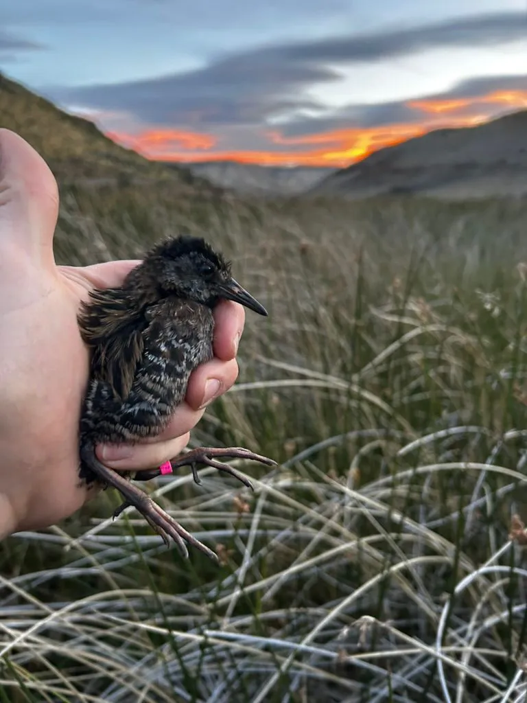 Recaptura de gallineta N 85 ( pichón de 1 mes aproximadamente)