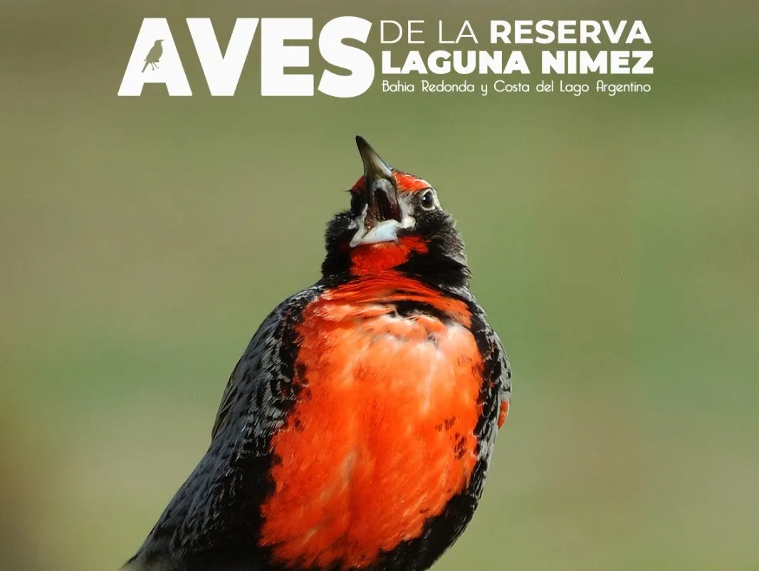 Guia de aves