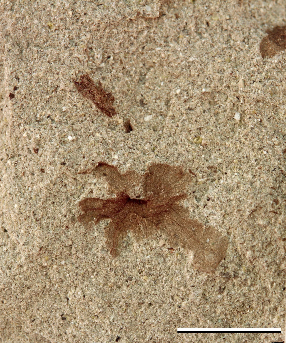 nueva_especie_patagoflora_minima