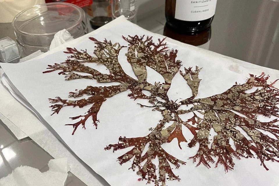 Granja regenerativa San Julian - Por el Mar