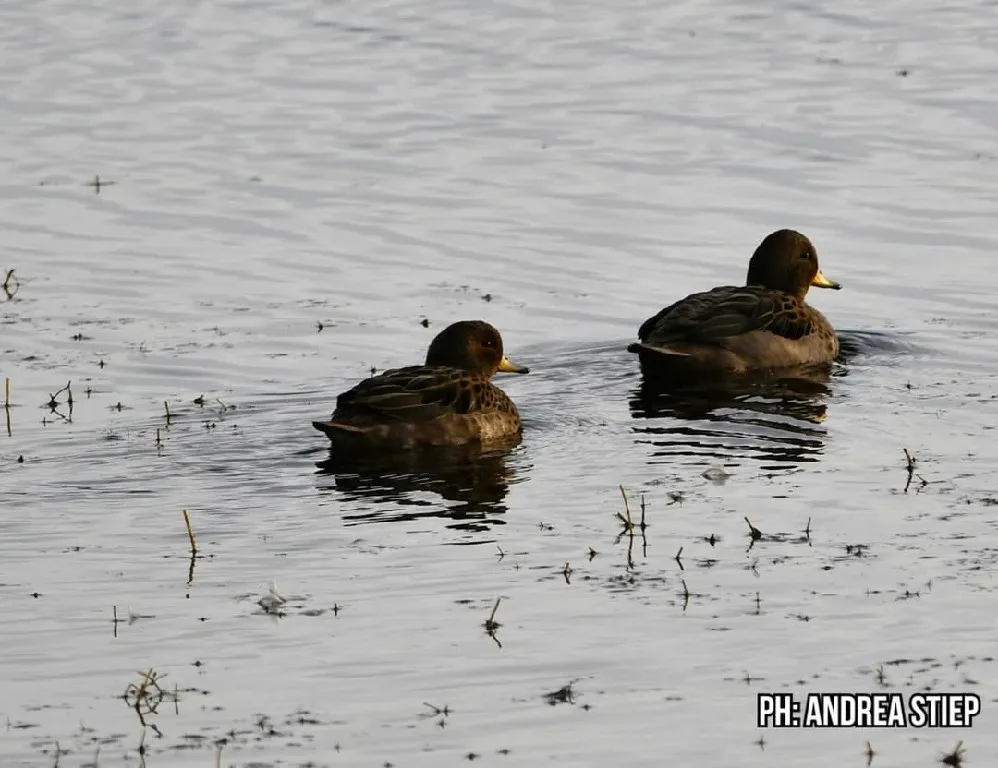 El día sábado 10 de mayo se celebró el Gran Día Mundial   (Global Big Day) de observación de Aves.   Desde temprano, los equipos de Laguna Nimez, Parque Nacional Los Glaciares, Club de Observadores de Aves  (4)