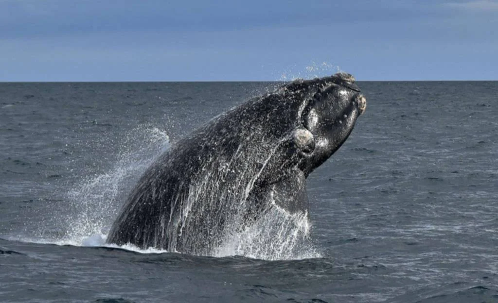 ballena franca austral