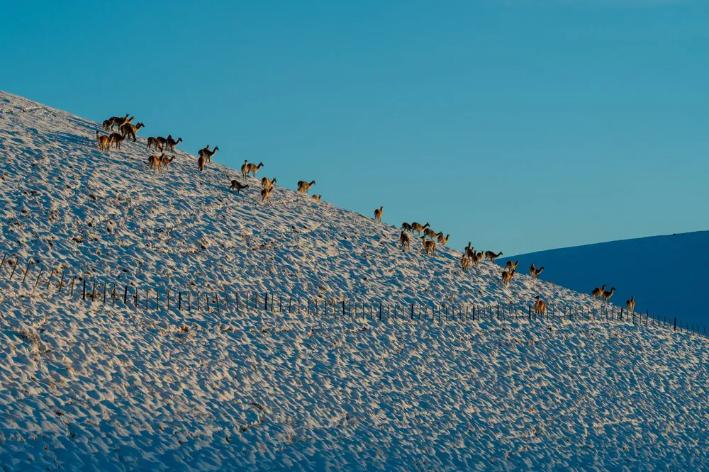 Guanacos y el amanecer nevado