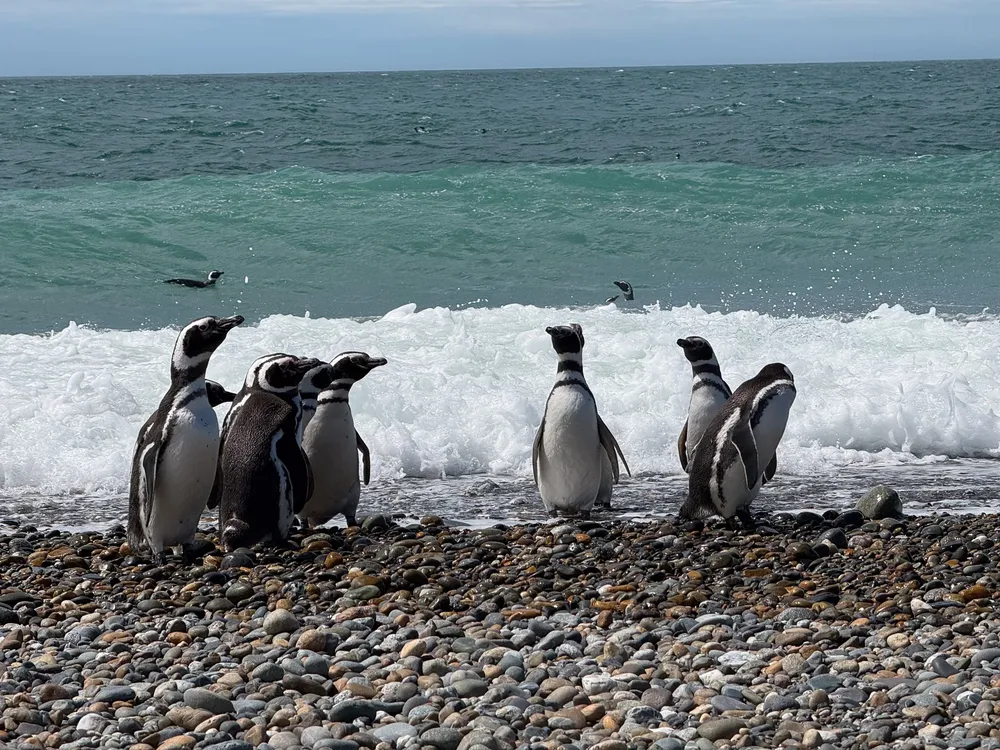 Pingüinos de Cabo Vírgenes, Foto Vicky Álvarez 5