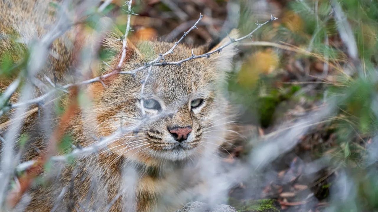 03ad93c6-2a02-4f9c-99ca-1f28111513a4