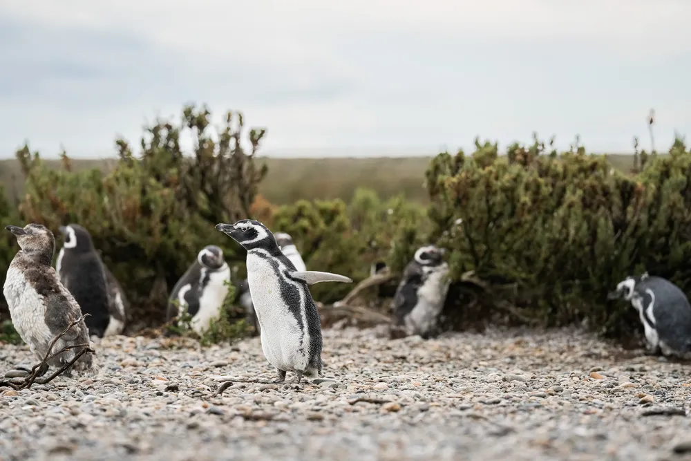 Pingüinos en Cabo Virgenes 2 - Foto de Mario Cádiz