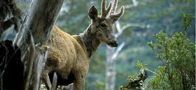 Huemul