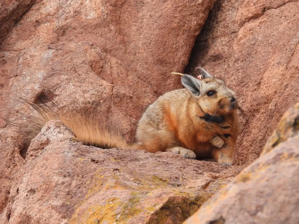 Parque Patagonia chinchillón