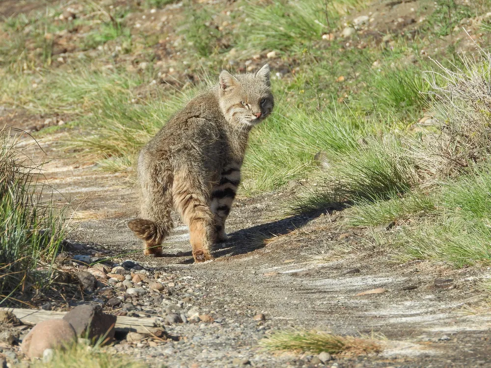 gato pajonal (2)