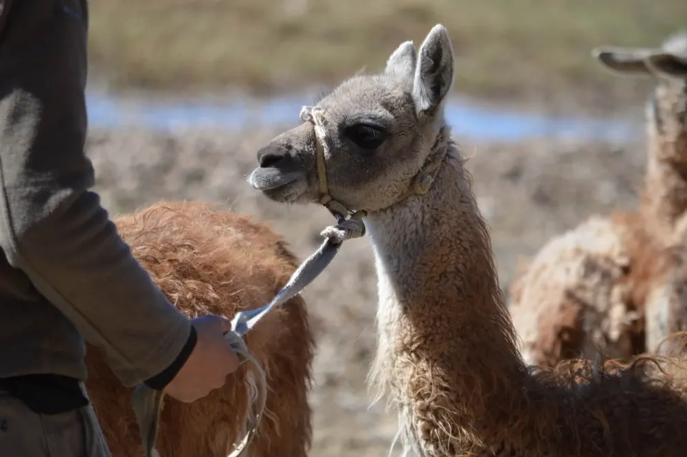Jornada de guanaco