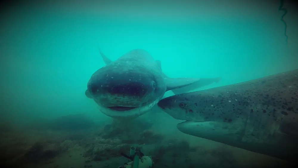 5- foto de Proyecto Arrecife