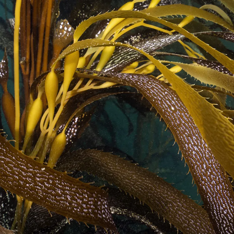 01 Macricystis pyrifera, especie de macroalgas nativas de Tierra del Fuego - foto de Cristian Lagger