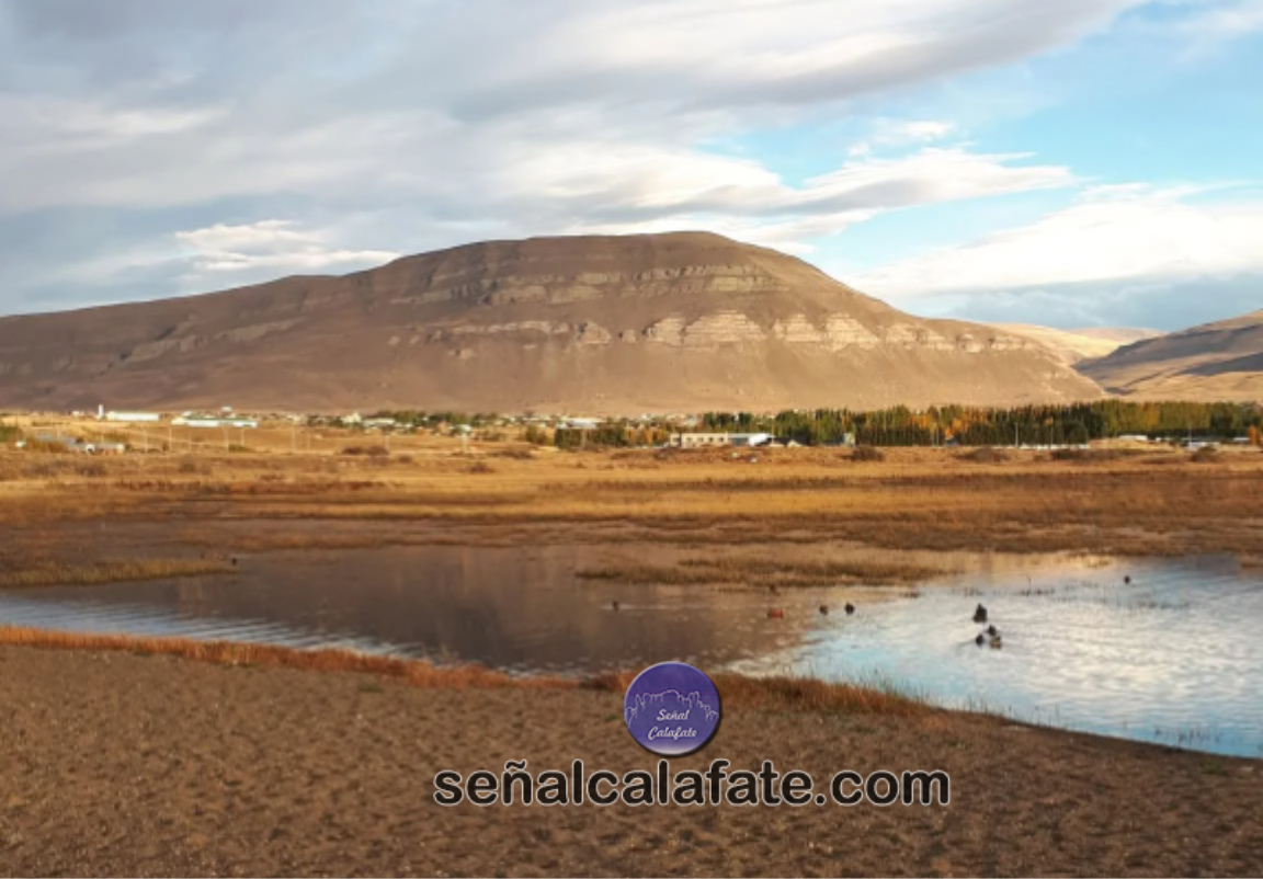 calafate