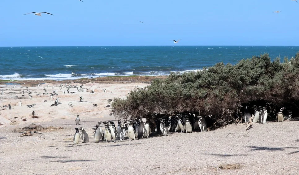 Pinguinos
