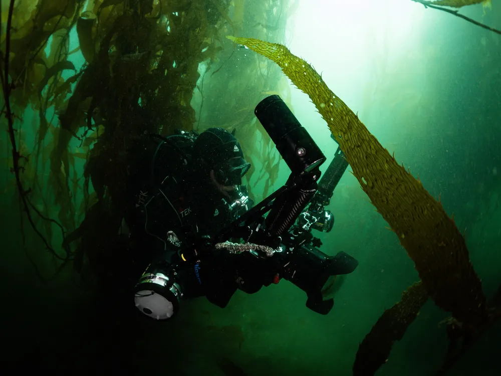 Bosques de macroalgas