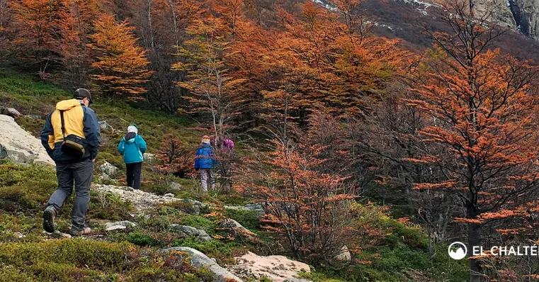 bosque el chaltén