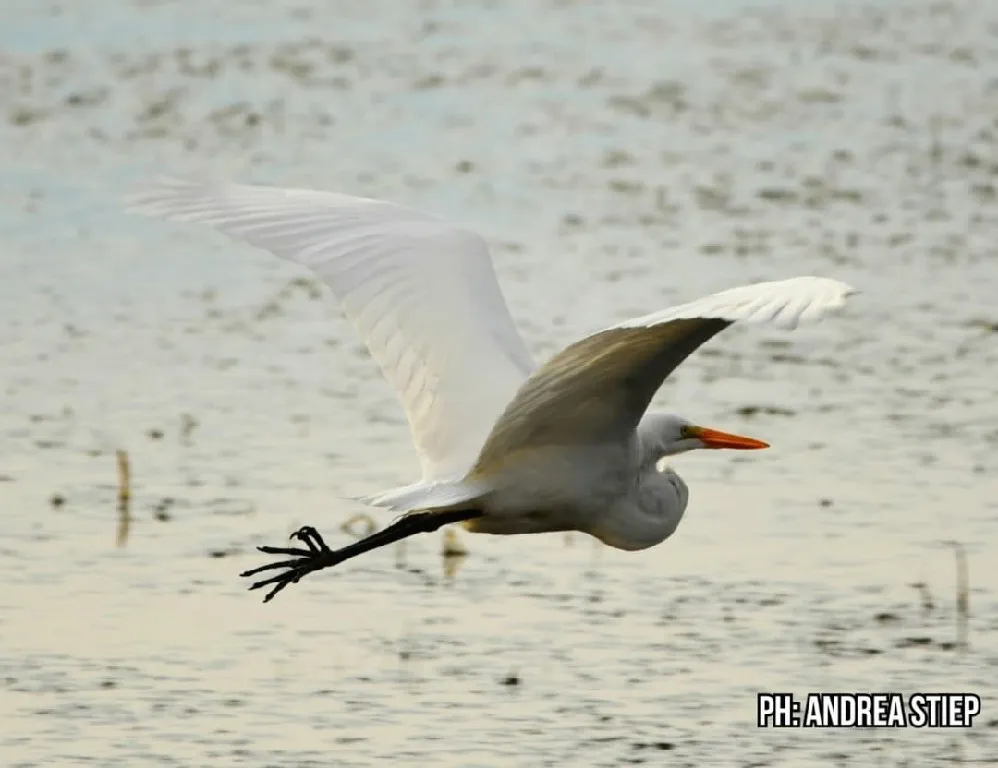 El día sábado 10 de mayo se celebró el Gran Día Mundial   (Global Big Day) de observación de Aves.   Desde temprano, los equipos de Laguna Nimez, Parque Nacional Los Glaciares, Club de Observadores de Aves  (2)